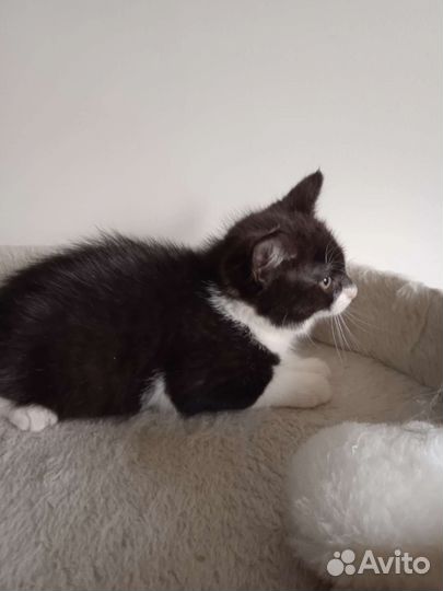 Котенок в добрые ручки