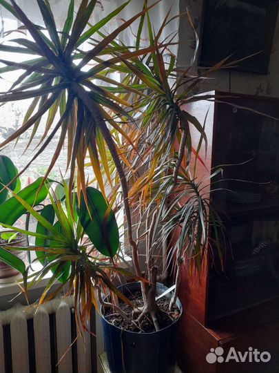 Драцена пальма