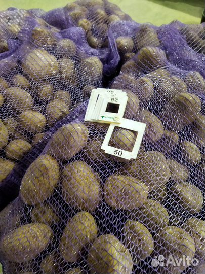 Продам семенной. картофель оптом