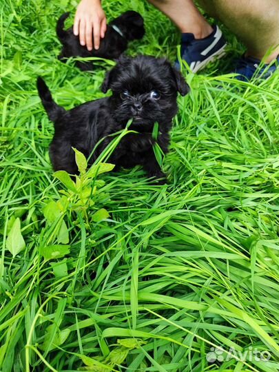 Щенки аффенпинчера