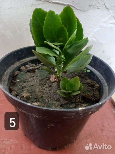 Каланхоэ цветущий, кактус ампельный