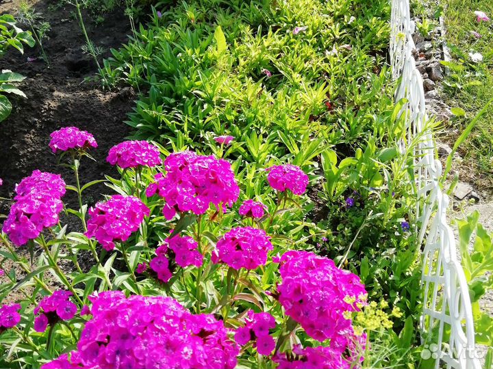 Турецкая гвоздика рассада