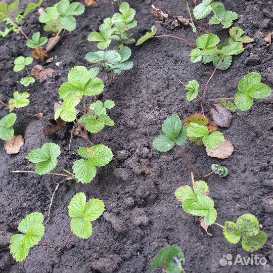 Саженцы клубники