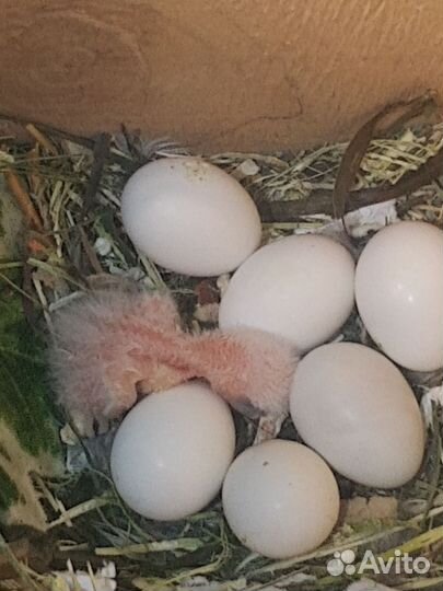 Попугаи неразлучники птенцы