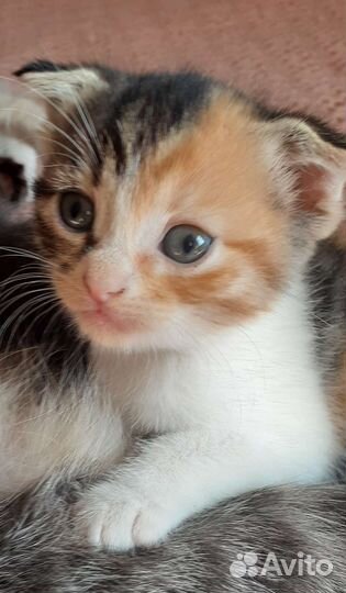 Котята от шотландской вислоухой кошки