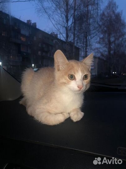 Рыжий котенок