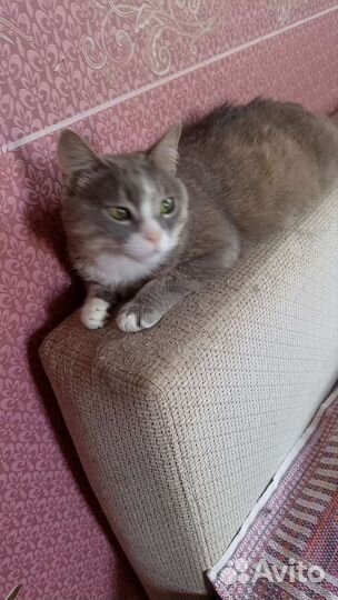 Кошки в добрые руки