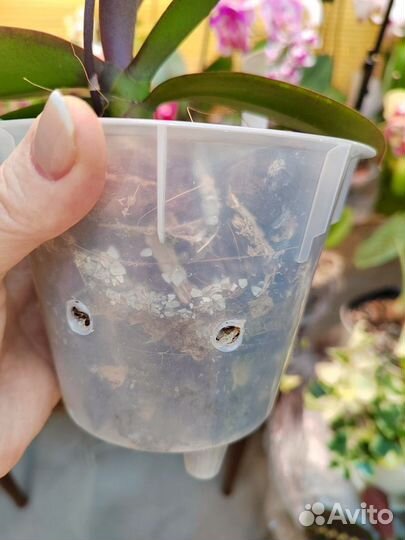 Орхидея фаленопсис биг лип