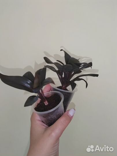 Кордилина, руэллия, афеландра