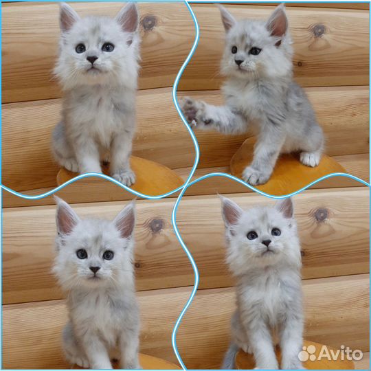 Шикарные котята мейн-кун серебро