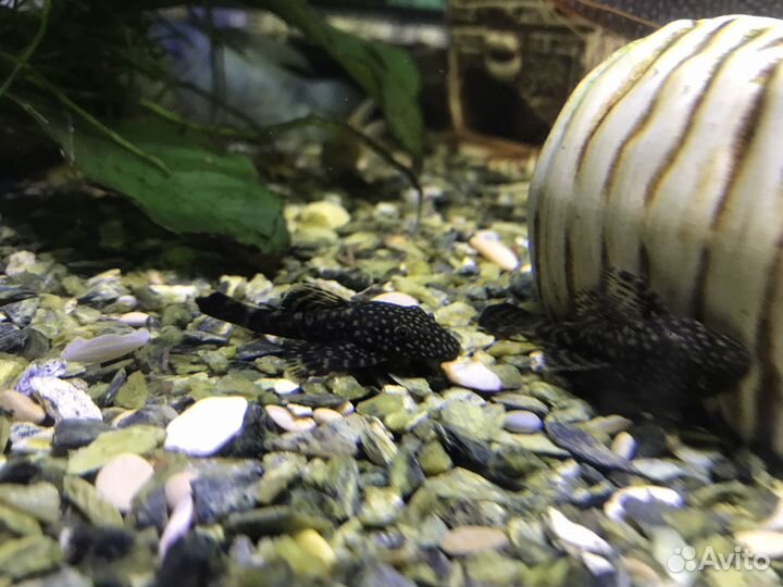 Сомики анциструсы