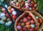 Инкубационные яйца разноцветные,куры,цыплята