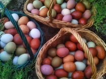 Инкубационные яйца разноцветные,куры