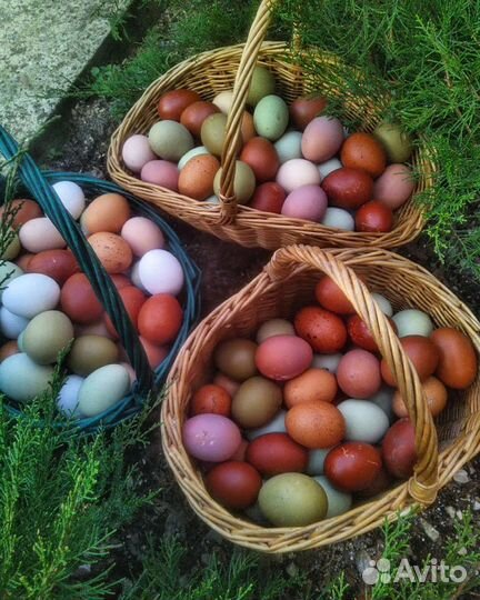 Инкубационные яйца разноцветные,куры