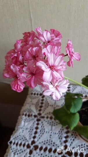 Пеларгония герань