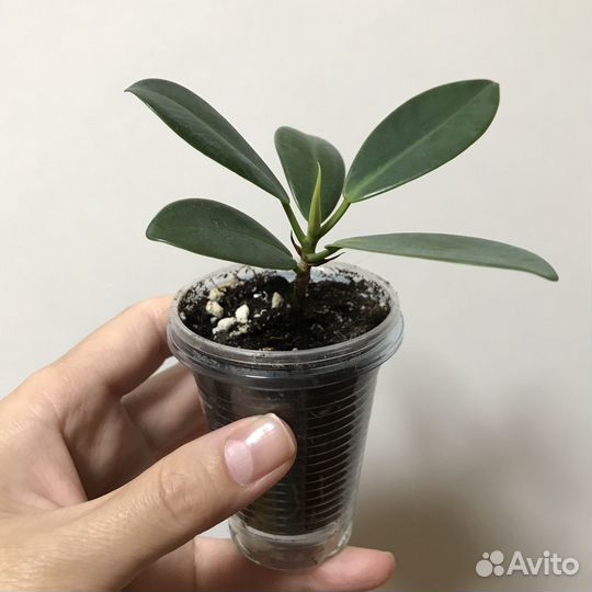 Фикусы: Ретуза гавайская, Майя, Голден Кинг