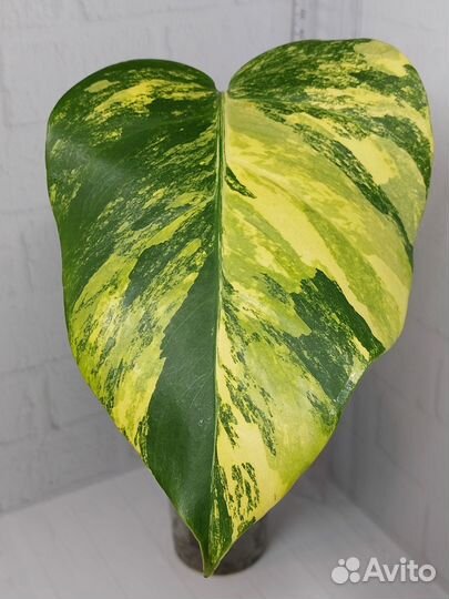 Монстера вариегатная жёлтая