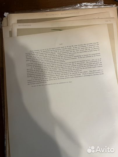 Хромолитография орхидеи. Moon 1903 г