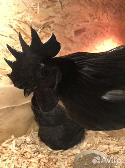 Куры, Петухи Ухейилюй, инкубационное яйцо