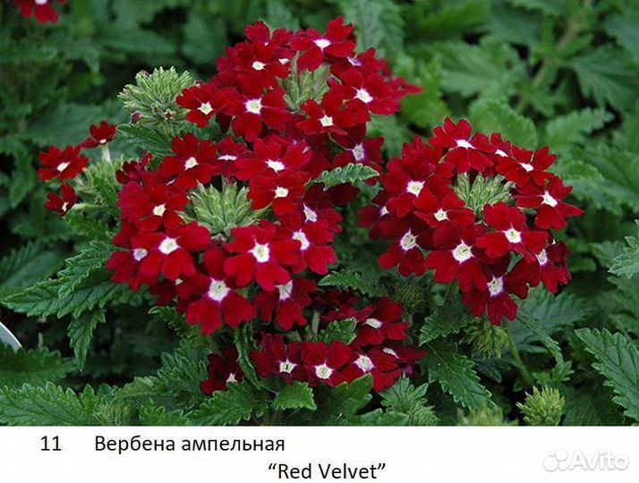 Вербена вегетативная