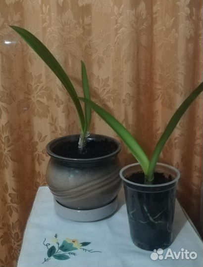 Гиппеаструм, амариллис