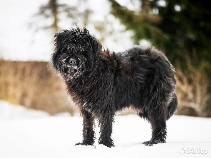Русский черный терьер в поиске дома