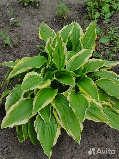 Хоста растение