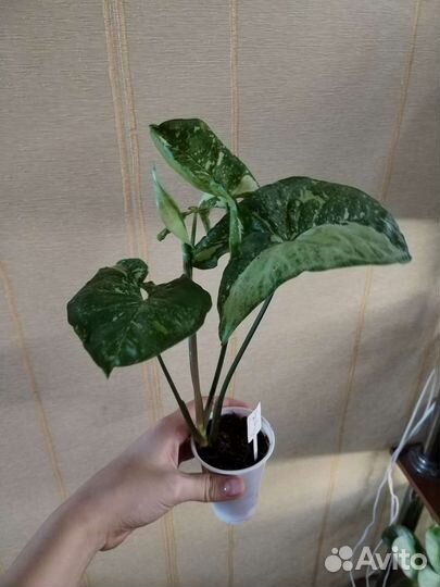 Сингониум панда