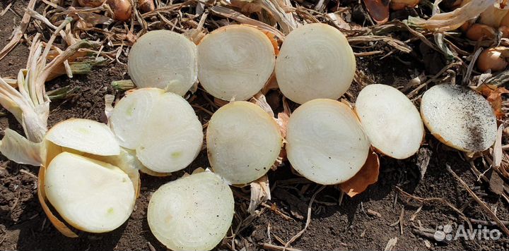 Лук Штутгарт опт