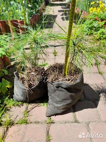 Саженец сибирского кедра, (кедр) 20-30см,уже4 года