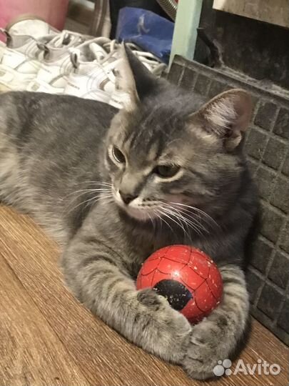 Отдам кота в добрые руки