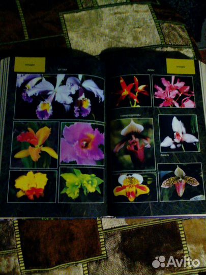 Энциклопедия растений