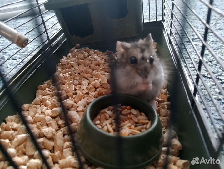 Джунгарский хомячок