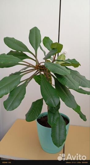 Молочай ребристый