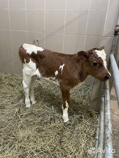 Бычки и телята