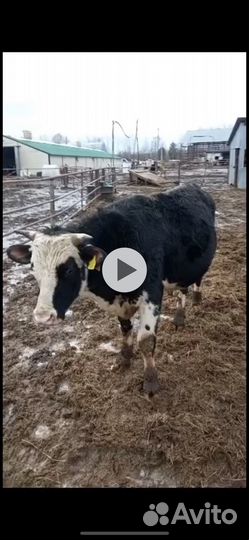 Быки телята на продажу
