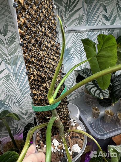 Параисо верде филоденрон