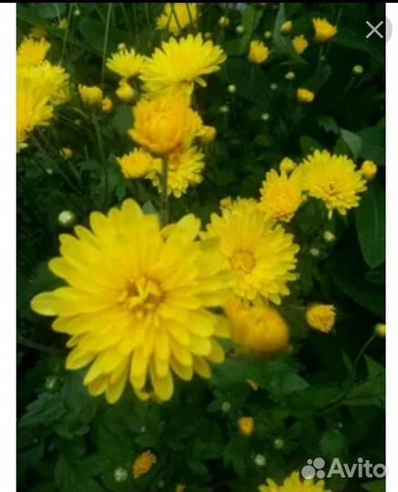 Хризантема астра многолетки