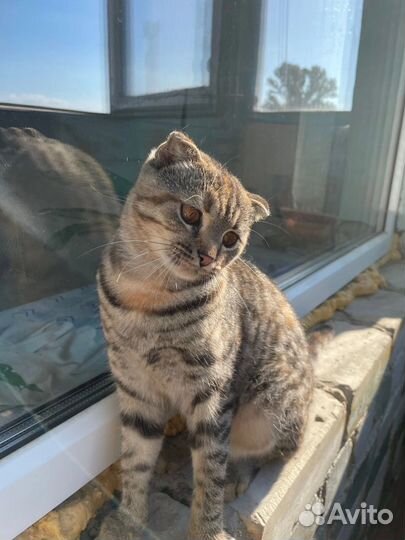 Кошка в дар бесплатно