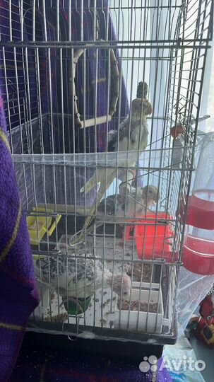 Попугай корелла птенец