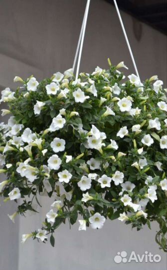 Кашпо петунии