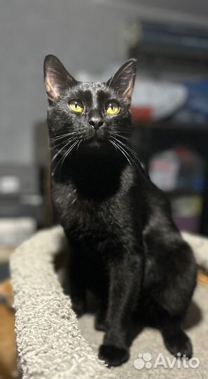 Черный блестящий котенок 7 мес в дар