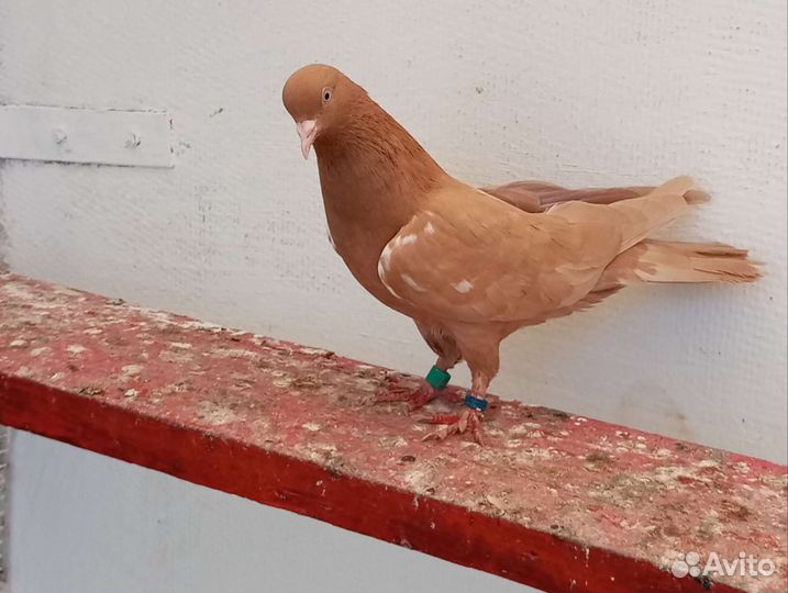 Бакинские широкохвостые бойные голуби