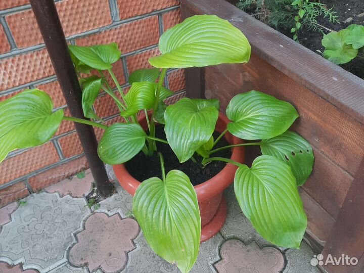 Хоста белая 2 шт