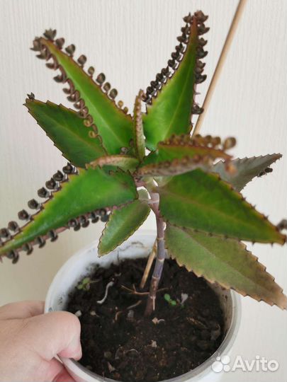 Каланхоэ Дегремона, лечебный, 