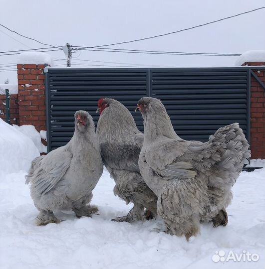 Инкубационное яйцо брама лаванда порцелян