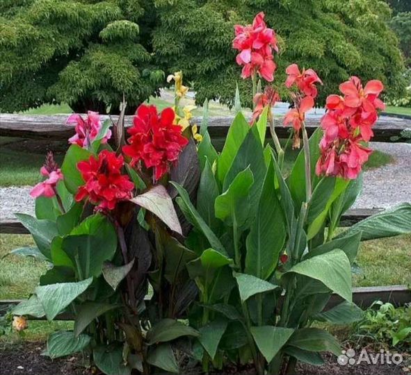 Канны сортовые