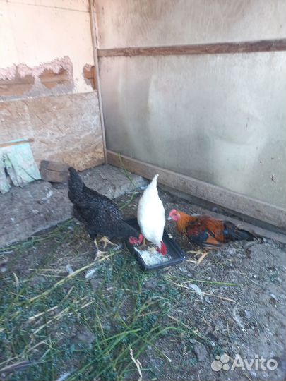 Молодые петушки