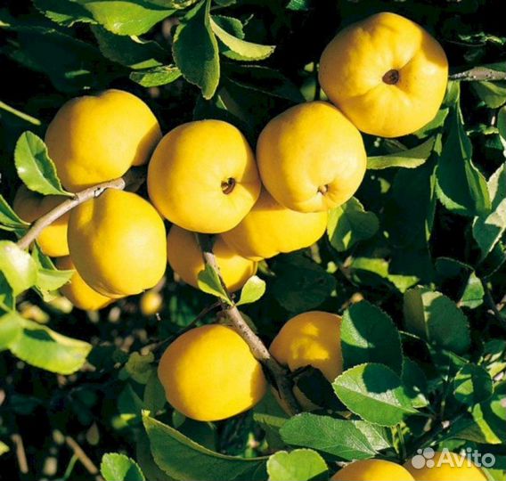 Айва японская