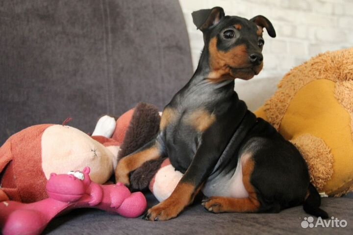 Цвергпинчер